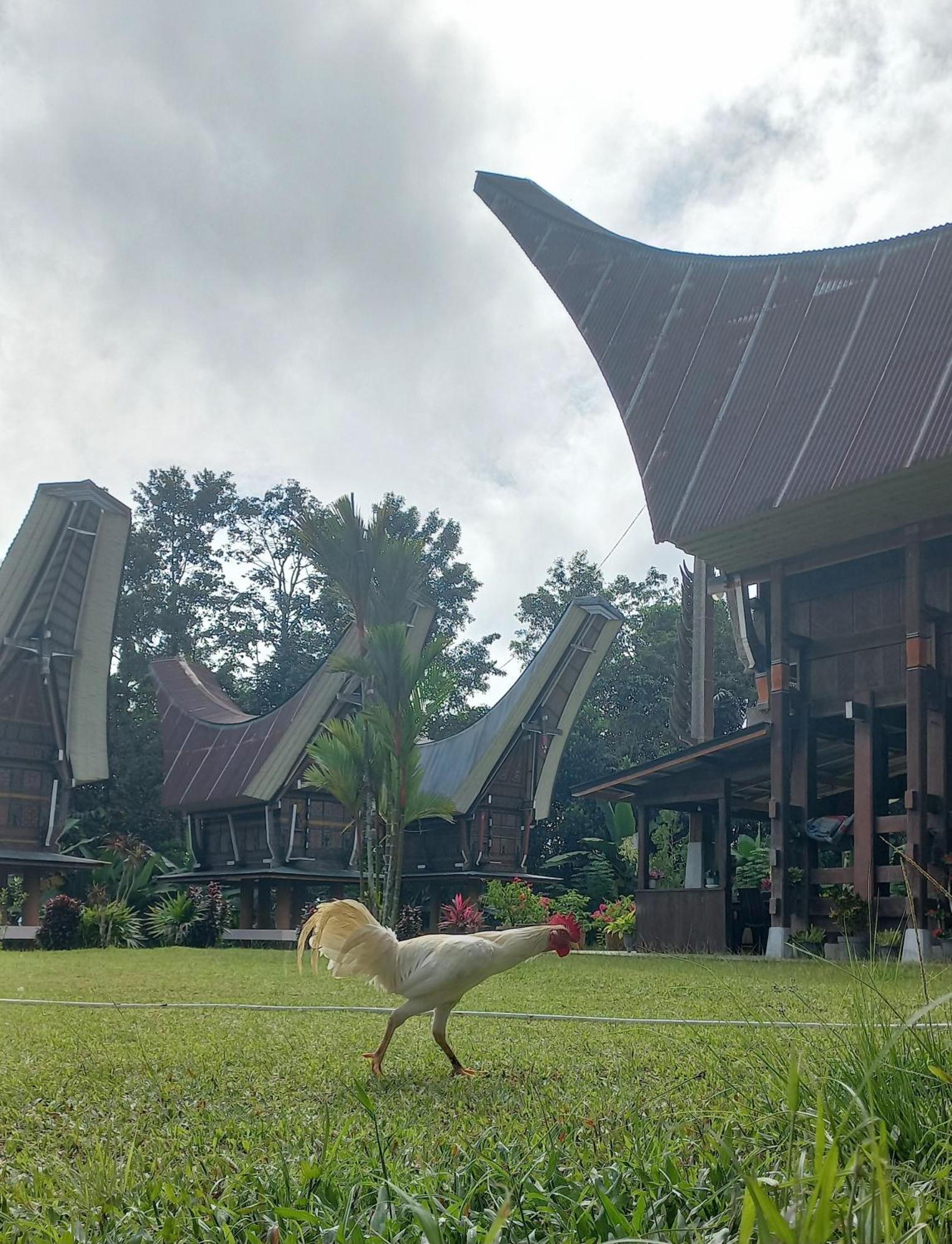 רנטפאו Toraja Homestay & Coffee Bunna מראה חיצוני תמונה